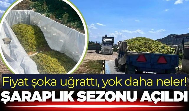 Şaraplık üzüm alımları başlıyor!
