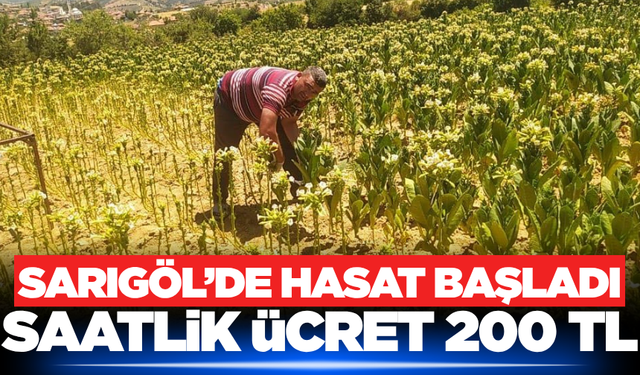 Sarıgöl'de tütün hasadı başladı