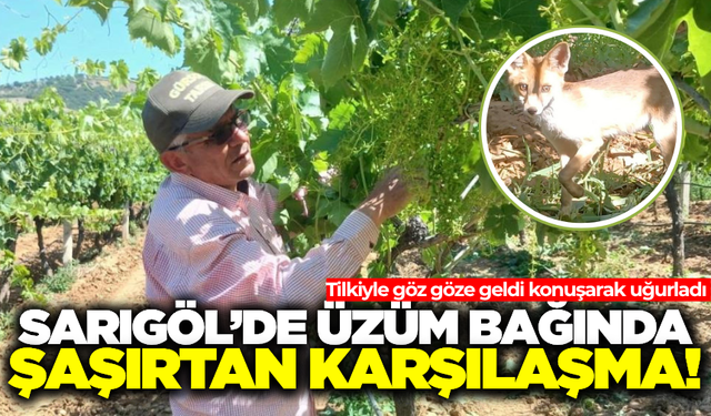 Sarıgöl'de üzüm bağında beklenmedik misafir: 'Tilki arkadaş hoşgeldin'