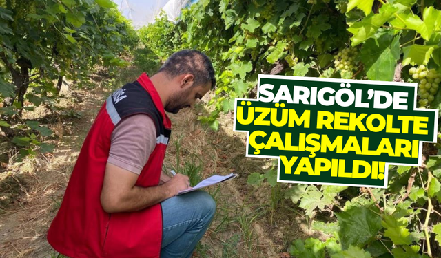 Sarıgöl’de ekipler sahada! Üzüm rekolte çalışmaları başladı