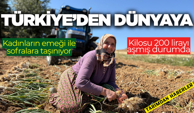 Türk mutfağının vazgeçilmez lezzetinde hasat başladı