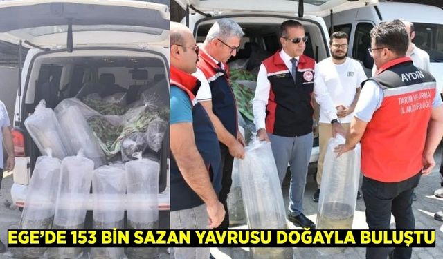Ege'de binlerce sazan yavrusu doğayla buluştu