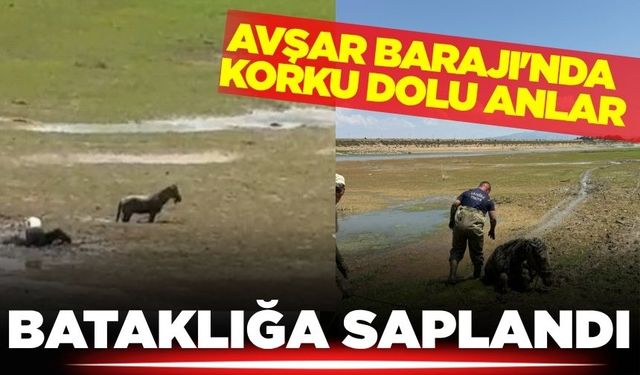 Avşar Barajında yürekler ağza geldi: Katırlar ve sahibi bataklığa saplandı