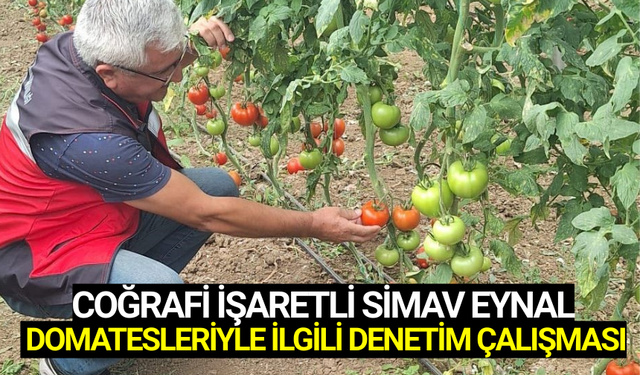 Simav Eynal Domatesi' seraları denetlendi
