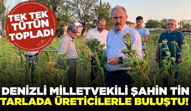 Milletvekili Şahin Tin, Tütün tarlasında çiftçilerin zorluğuna ortak oldu!