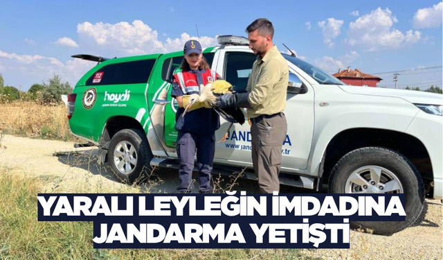 Denizli'de jandarma, yaralı leyleğin imdadına yetişti!