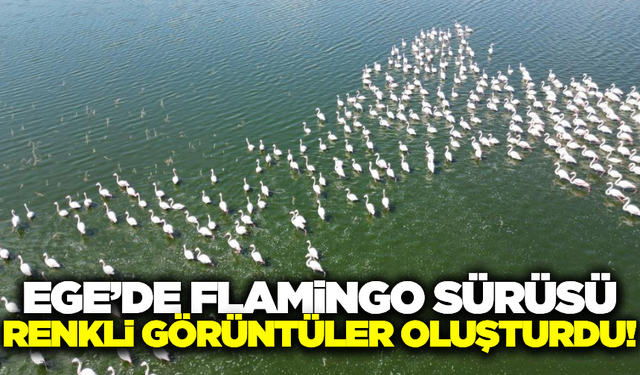 Flamingolar görsel görüntüler oluşturdu!