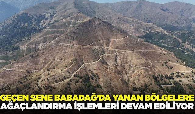 Geçen yıl Babadağ'da yanan bölgelere ağaçlandırma çalışmaları sürdürülüyor