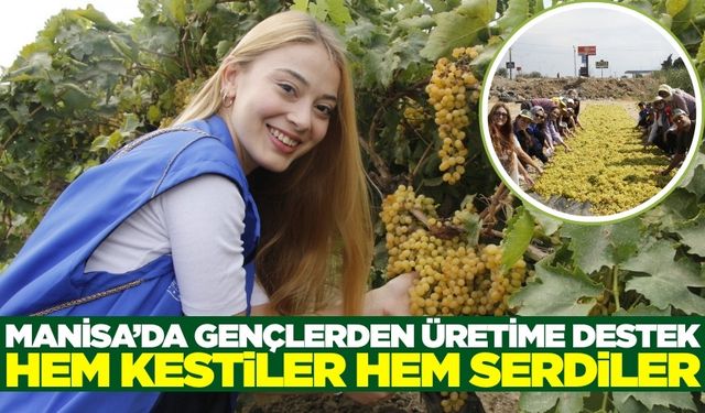Manisa’da gençler üzüm bağında gönüllü hasat etkinliğinde buluştu