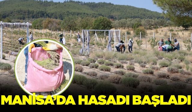 Manisa'da hasat zamanı!
