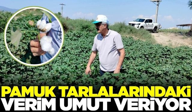Pamuk Tarlalarında Bereketli Sezon Beklentisi
