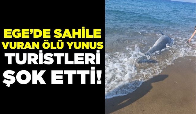 Ege'de ölü yunus sahile vurdu, turistler şok oldu