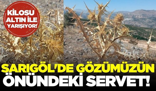 Sarıgöl'de de yetişiyor: Kilosu altın ile yarışıyor!