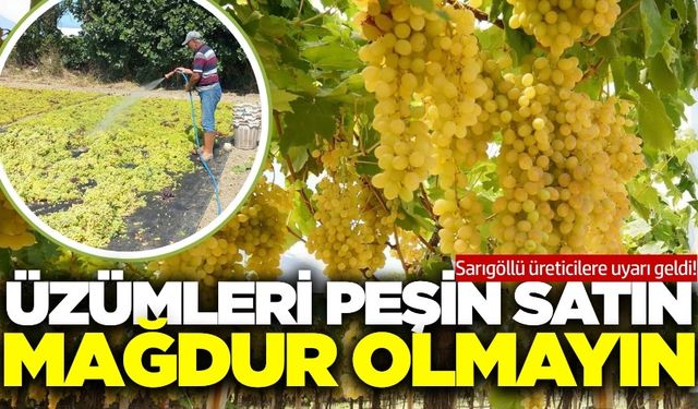 Sarıgöl'de üzüm hasadı hummalı şekilde devam ediyor