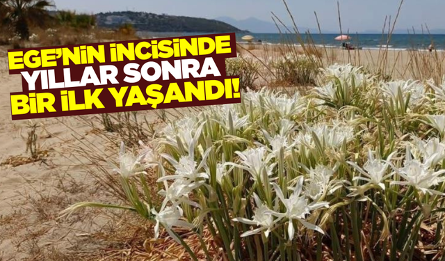 1980'lerde görülüyordu: Ege'nin incisinde yıllar sonra bir ilk yaşandı!