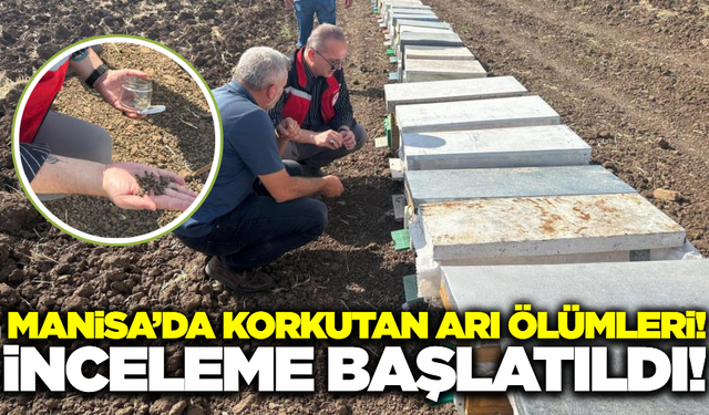 Manisa'da arı ölümleri: Ekipler inceleme başlattı