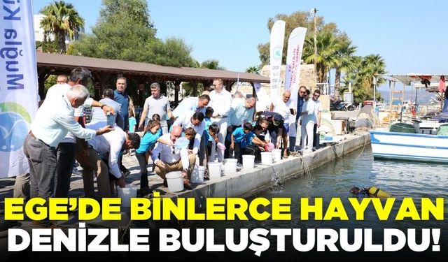 Ege'de binlerce çipura denizle buluşturuldu!