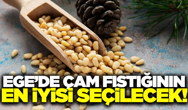 "En İyi Çam Fıstığı" yarışması heyecanı başlıyor!
