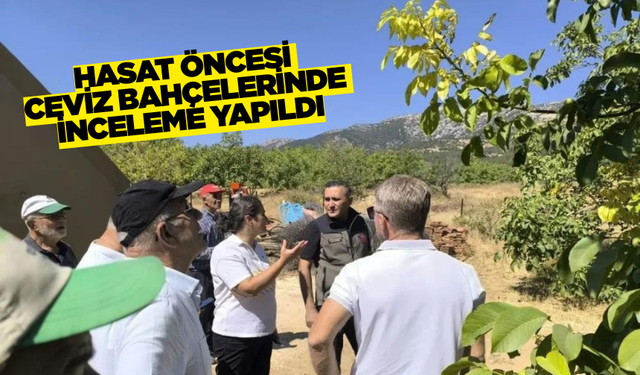 Afyonkarahisar'ın meşhur yapağlı cevizi için hasat öncesi inceleme