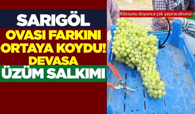 Sarıgöl'de dev üzüm salkımı: Görenler hayrete düştü