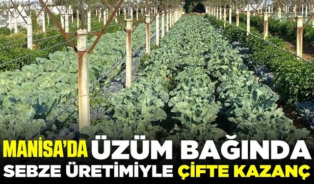 Sarıgöllü çiftçi, bağının yetişme sürecini ekonomiye çevirdi