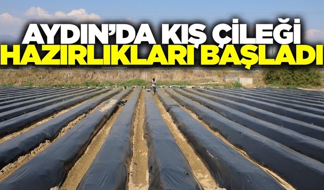 Aydın'da çilek fideleri toprakla buluşuyor