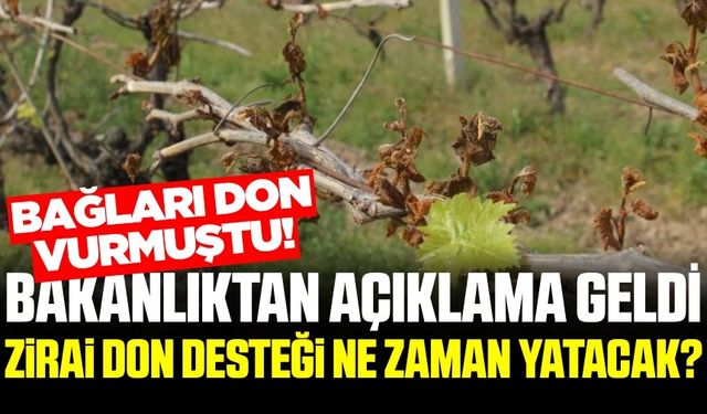 Üzümcülerin gözü hesaplarda! Zirai don desteği ne zaman yatacak?
