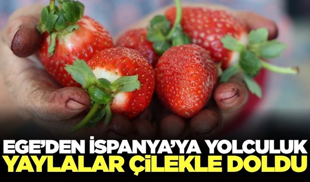 Barbunya yerini çileğe bıraktı