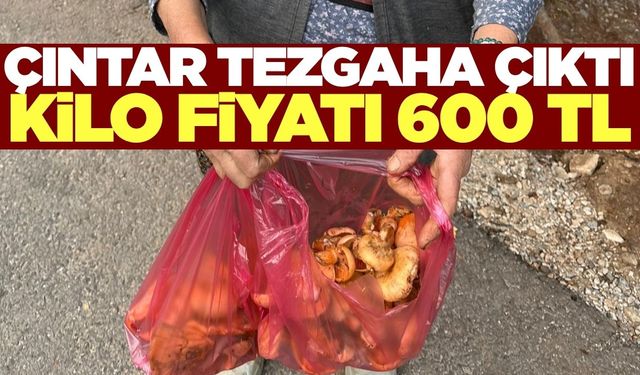 Ege'de sezonu açıldı: Kilosu 600 TL