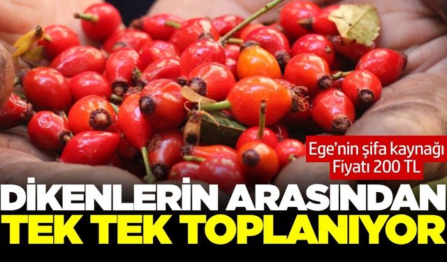 Toplaması zahmetli şifa kaynağı, tezgahtaki yerini aldı