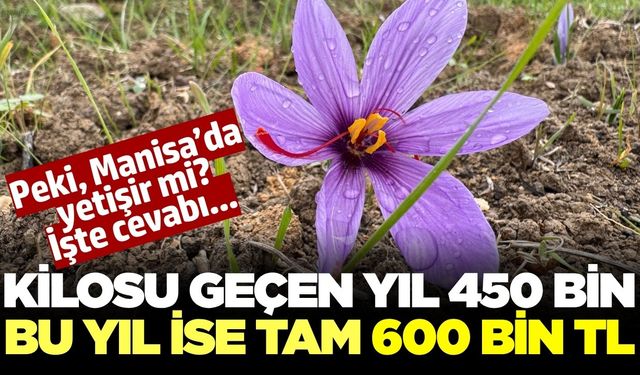 Dünyanın en pahalısı! Kilosu 600 bin TL