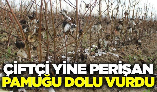 Ege'de dolu zararı! Bu kez pamuğu vurdu