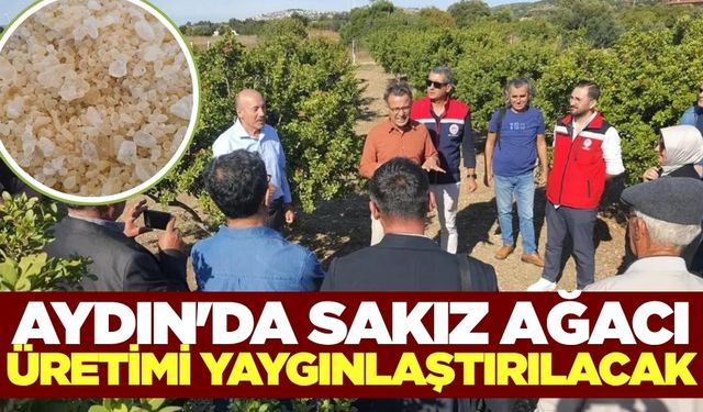 Ege'de yeni trend: Sakız yetiştiriciliği