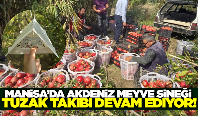 Manisa'da Akdeniz meyve sineği ile mücadele devam ediyor