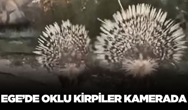 Ege'de oklu kirpiler görüntülendi!