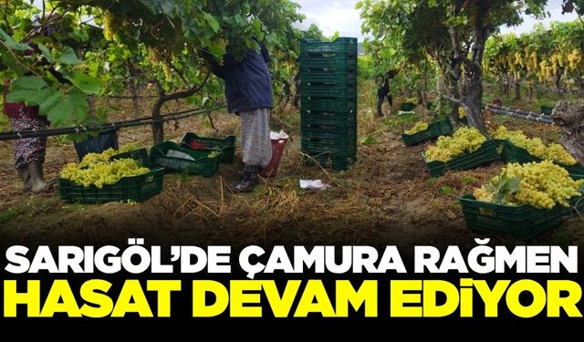 Sarıgöl'de zor şartlara rağmen üzüm hasadı sürüyor
