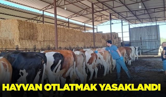 Aydınlılar dikkat: Hayvan otlatmak yasaklandı