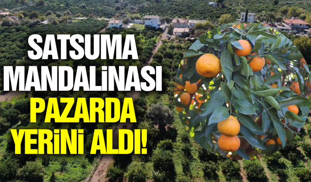 İzmir'de mandalina rekoltesi yüz güldürdü!