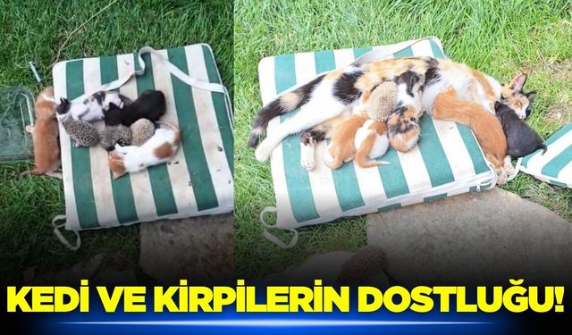 Kedi ve kirpilerin kardeşliği görenleri tebessüm ettirdi!