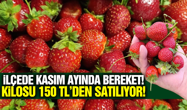 Manisa'da üreticinin yüzü gülüyor: Kilosu 150 TL'den satılıyor!