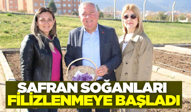 Honaz'da safran soğanları filizlenmeye başladı!