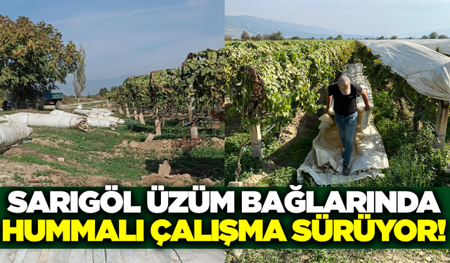 Sarıgöl üzüm bağlarında örtü toplama mesaisi sürüyor!