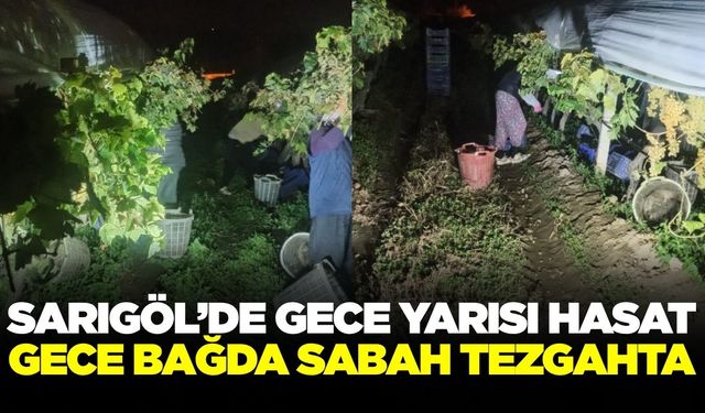 Sarıgöl bağlarında gece mesaisi! El feneriyle üzüm kesiliyor