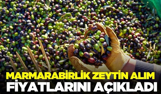 Marmarabirlik zeytin alım fiyatları duyurdu!