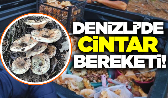 Denizli'de dağlar cintarla kaplandı!