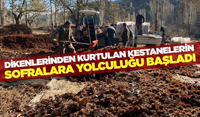 Buldan'da kestane hasadı yüzleri güldürdü