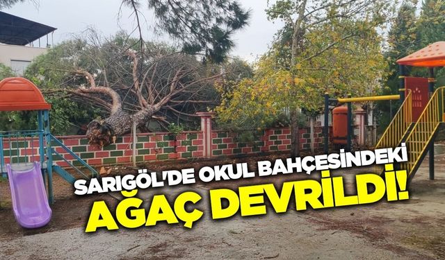 Sarıgöl'de devrilen ağaç endişeye sebep oldu!