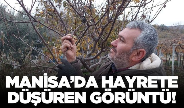 Sarıgöl'de şaşırtan görüntü: Erik ağacı çiçek açtı!