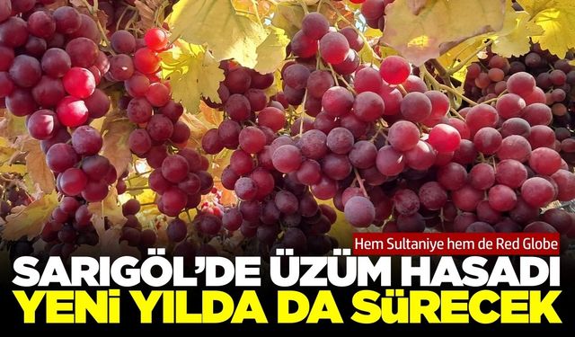 Sarıgöl Ovası doğal soğuk hava deposundan sofralara...