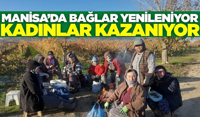 Sarıgöl'de bağ yenileme çalışmaları kadınlara iş imkanı oldu